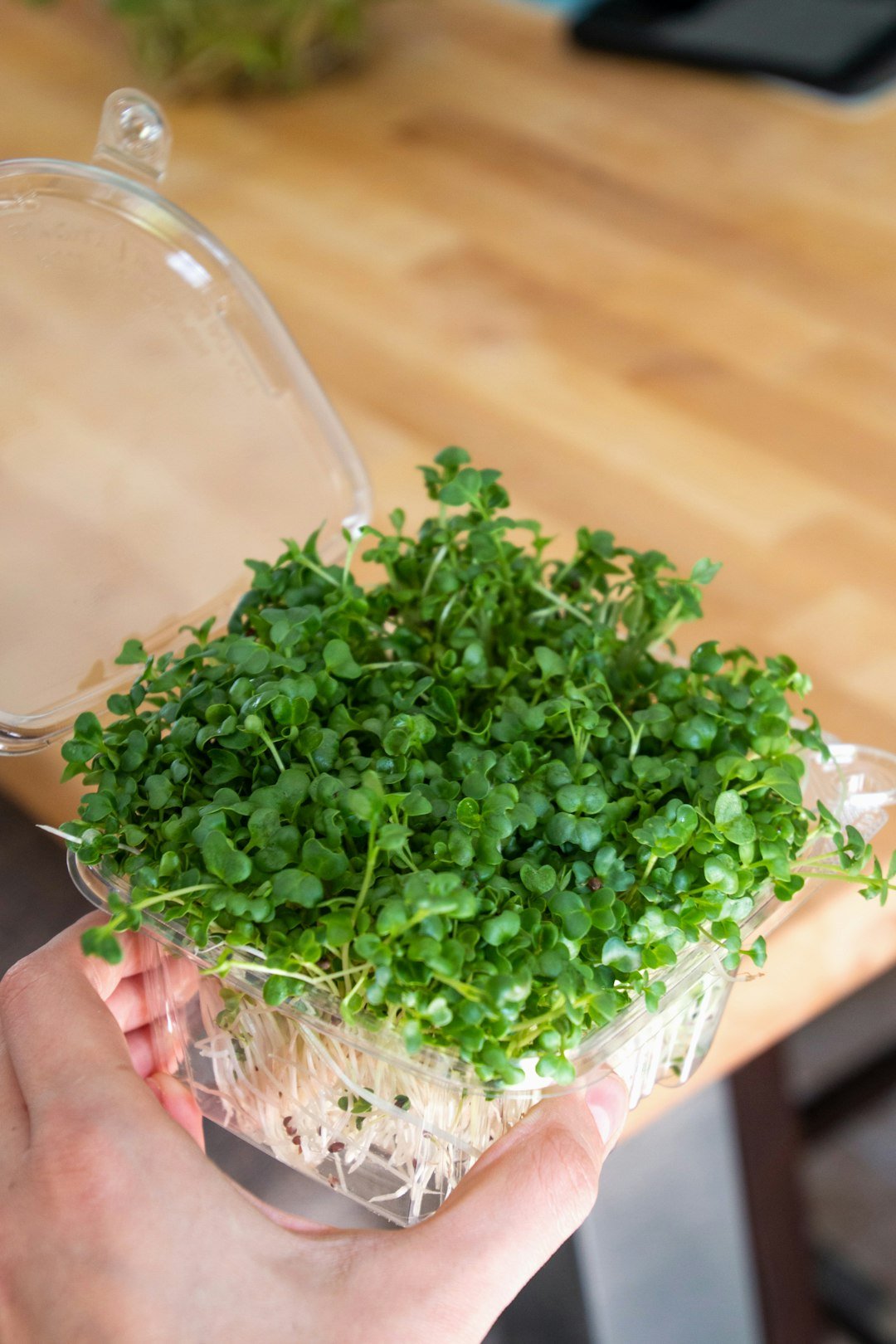 Hand holding a good-looking batch of microgreens.