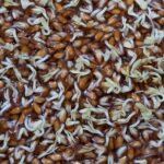 How Long Do Microgreen Seeds Last Before Germination Rate Drops?