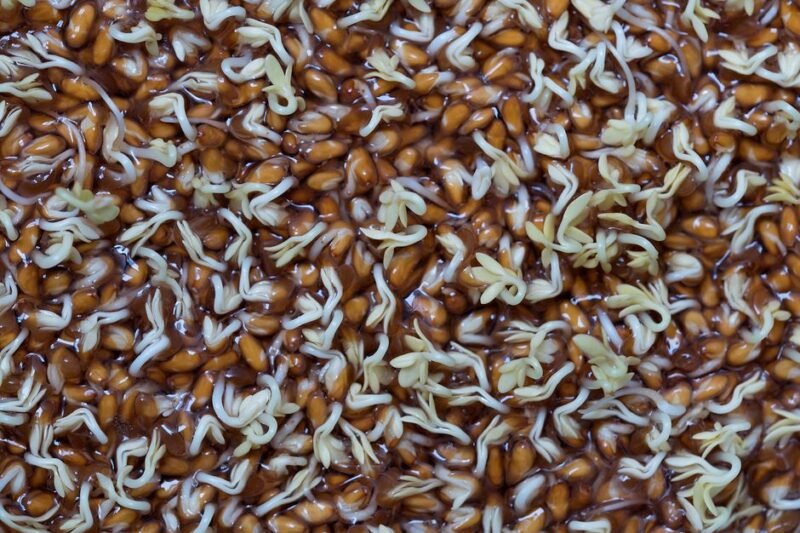 How Long Do Microgreen Seeds Last Before Germination Rate Drops?