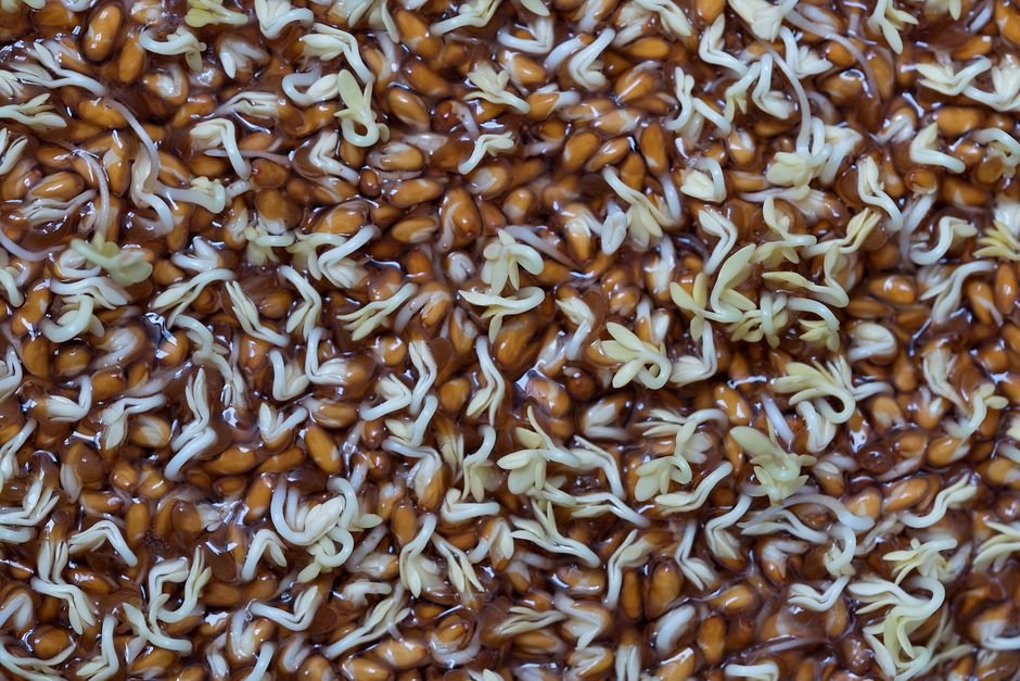 How Long Do Microgreen Seeds Last Before Germination Rate Drops?