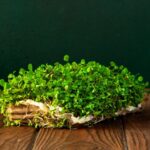 How to Bottom Water Microgreens Trays Without Flooding Them