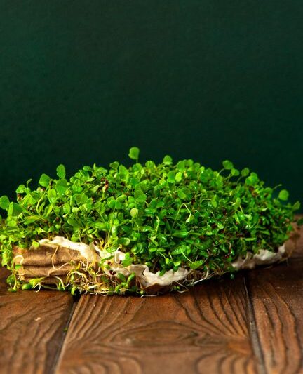 How to Bottom Water Microgreens Trays Without Flooding Them