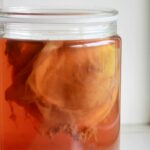 Kombucha Mold or SCOBY: When to Dump the Batch