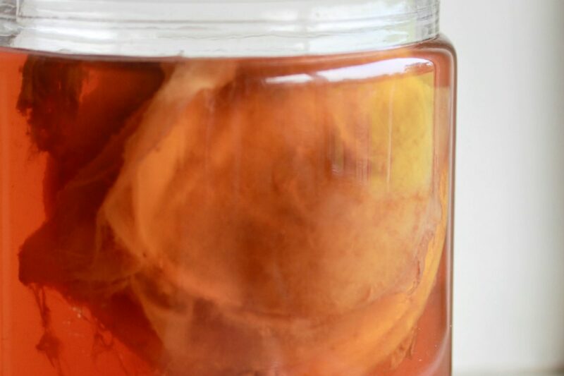 Kombucha Mold or SCOBY: When to Dump the Batch
