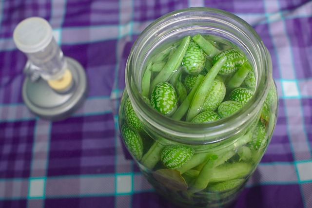lacto-fermentation, pickling, homemade pickles, brine, canning, gherkins, string beans, dilly beans, mexican sour gherkin, melothria scabra, cucumber, green, vegetable, natural, raw, freshness, healthy, beans, mason jar, organic, vegan, vegetarian, delicious, airlock, purple, brine, brine, brine, brine, brine, melothria scabra