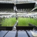 microgreen