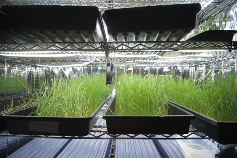 Do Microgreens Need a Fan or Is Airflow Optional?