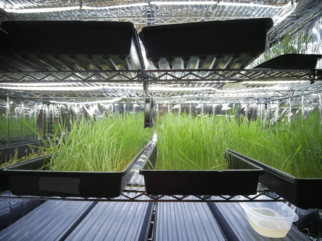 microgreen