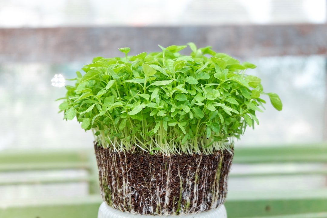 Microgreens
