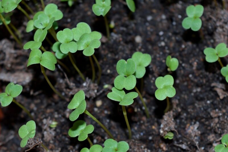 Microgreens Not Germinating? Fix the Tray Before Starting Over