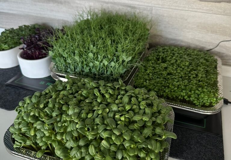 Microgreens