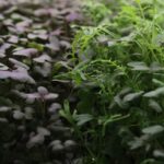 Microgreens of different colors grow together.
