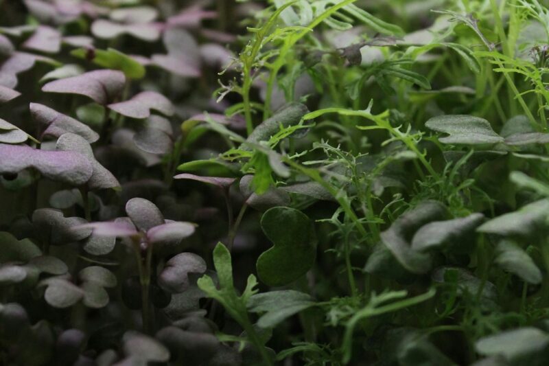 Microgreens of different colors grow together.