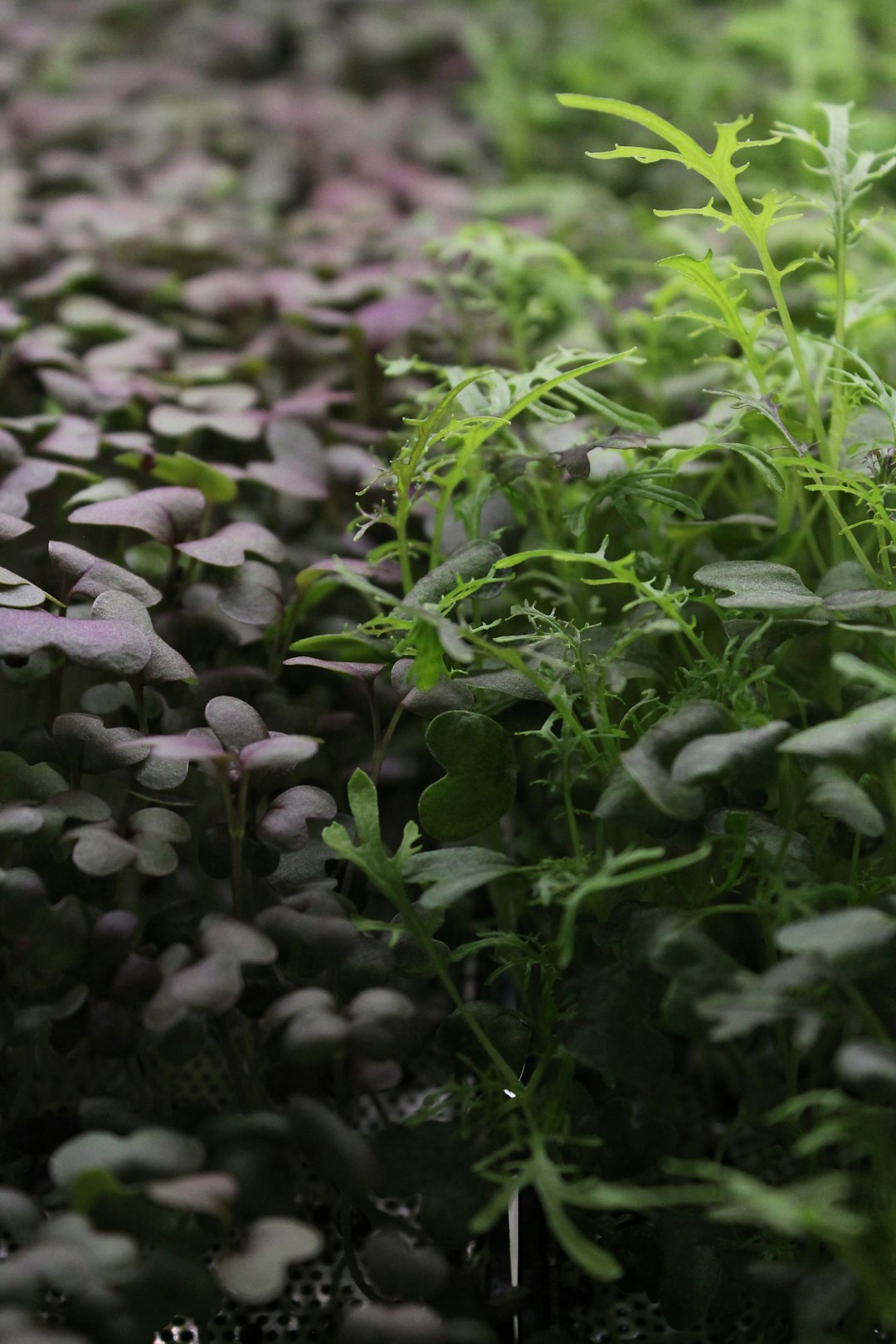 Microgreens of different colors grow together.