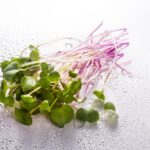 Microgreens over white surface with water droplets