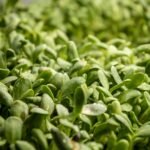 Mild-Tasting Microgreens for People Who Hate Peppery Greens