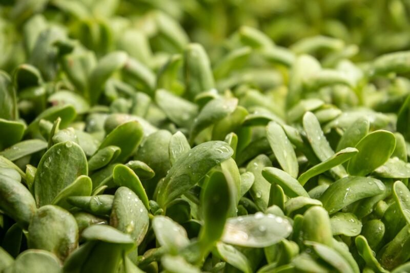 Mild-Tasting Microgreens for People Who Hate Peppery Greens