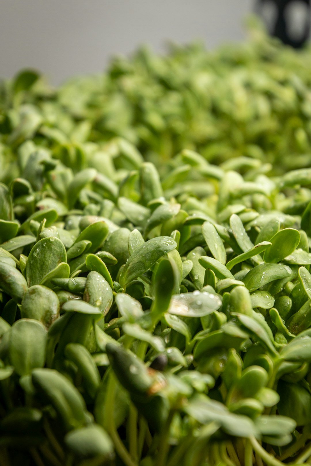 Mild-Tasting Microgreens for People Who Hate Peppery Greens