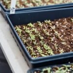 How I Handle Mucilaginous Microgreen Seeds Differently in Trays