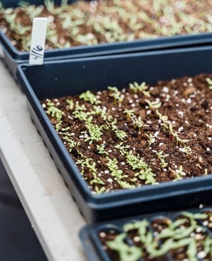 How I Handle Mucilaginous Microgreen Seeds Differently in Trays