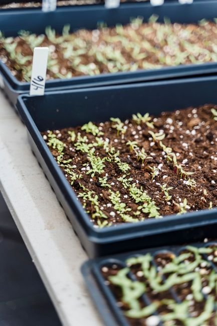 How I Handle Mucilaginous Microgreen Seeds Differently in Trays