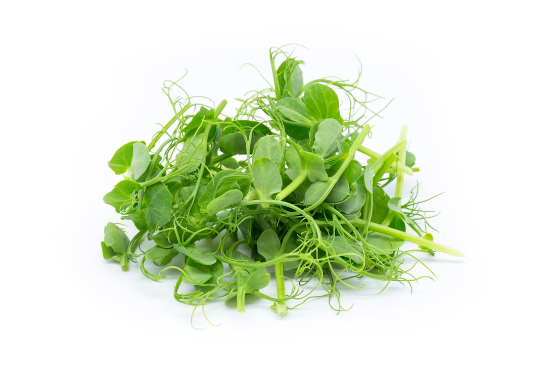 Pea Seeds for Microgreens: Which Types Grow Tender Shoots?