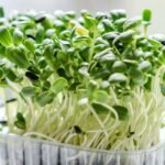 How to Save Overwatered Microgreens Without Spreading Rot