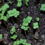 Spicy Microgreen Varieties Ranked by Peppery Bite