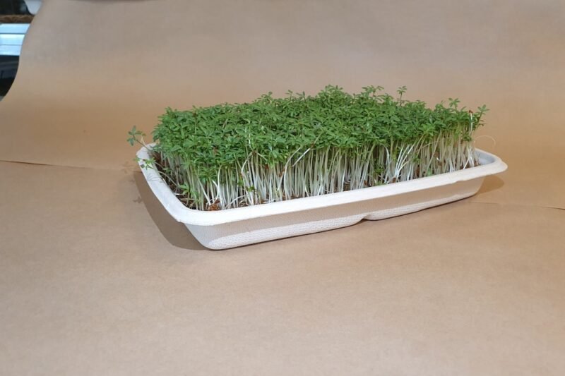 How I Sanitize My Microgreens Trays Before the Next Batch