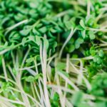 Vibrant close-up of fresh green microgreens showcasing texture and vitality.