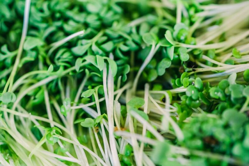 Microgreens Growing Kit Gift Ideas That Feel Complete for Indoor Gardeners