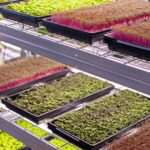 a bunch of plants that are on a shelf