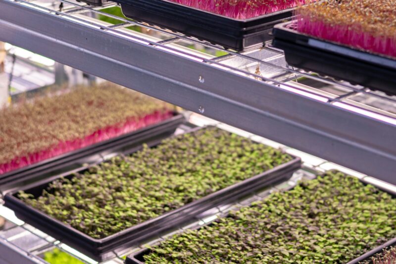 Shelving for Microgreens That Fits Your Trays, Lights and Airflow