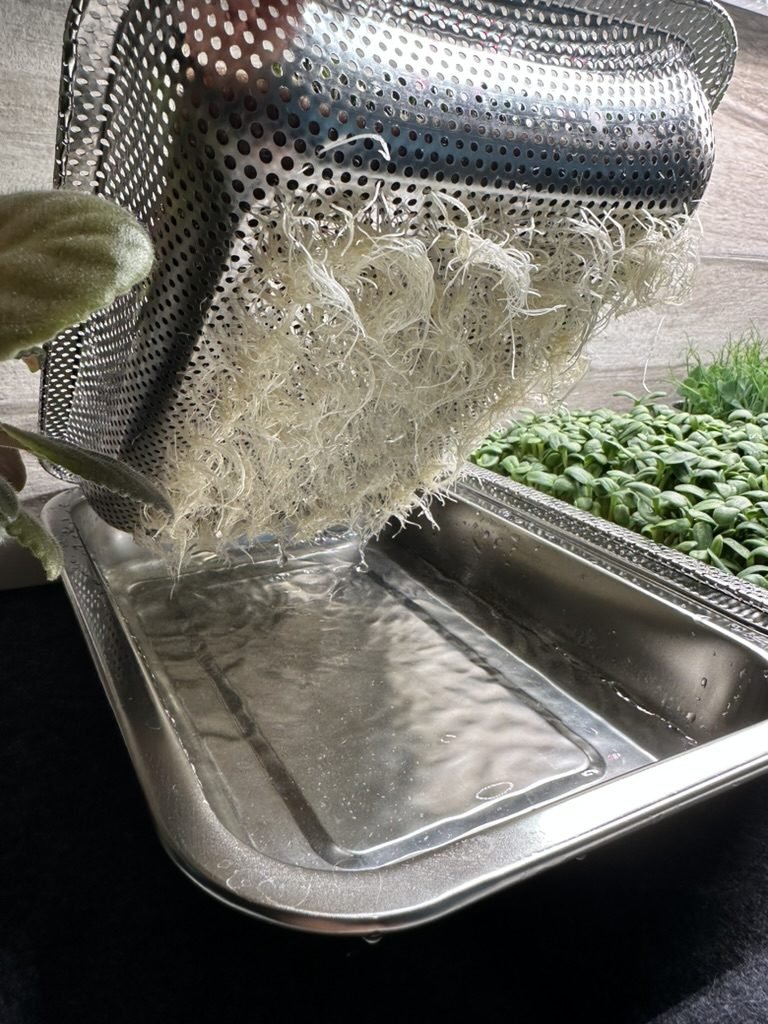 Dense white root mat grown through a perforated tray, lifted above the water reservoir