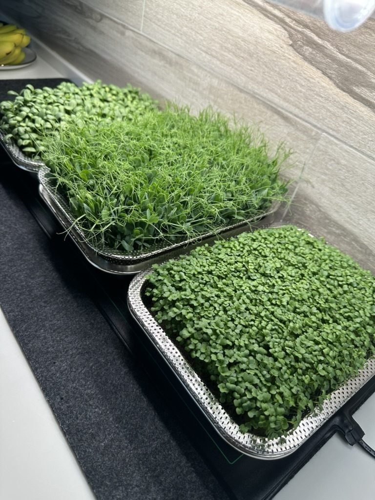Two trays of pea and broccoli microgreens growing side by side under a grow light