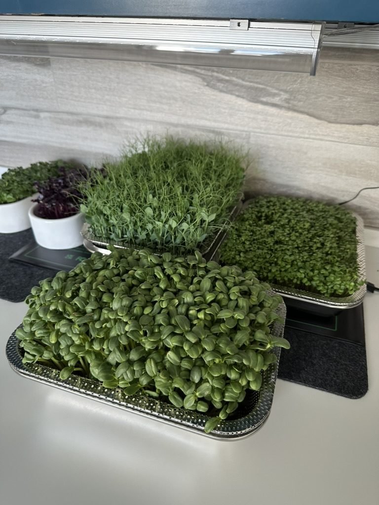 Trays of sunflower, pea and broccoli microgreens on a kitchen counter under an LED light bar