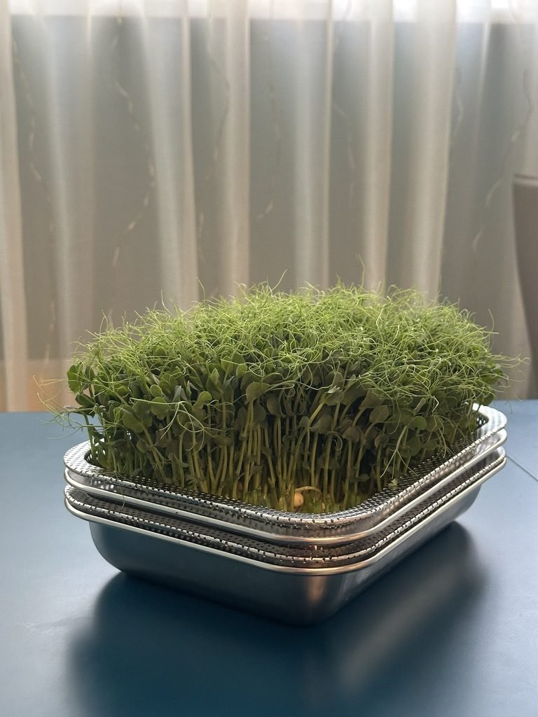 Tray of pea microgreens at full height, ready to harvest