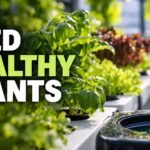 Hydroponic Nutrients for Beginners: What Plants Need and How to Feed Them