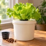 Pump-free Kratky lettuce garden